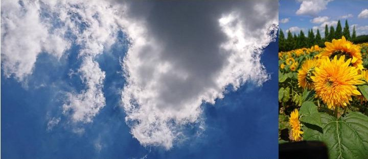 2020 夏空とひまわり